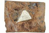 Fossil Ginkgo Leaf From North Dakota - Paleocene #238831-1
